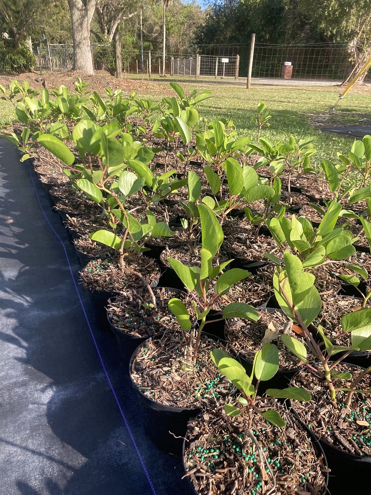 ipomoea-pes-caprae-railroad-vine-goat-s-foot-bayhops