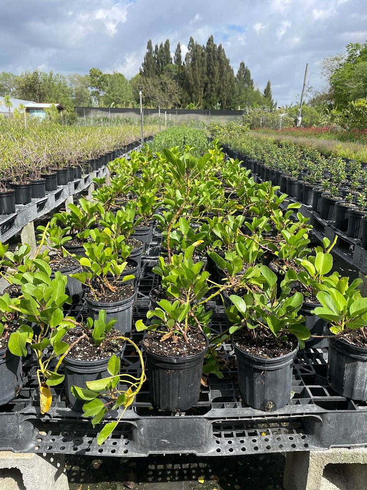 ipomoea-pes-caprae-railroad-vine-goat-s-foot-bayhops