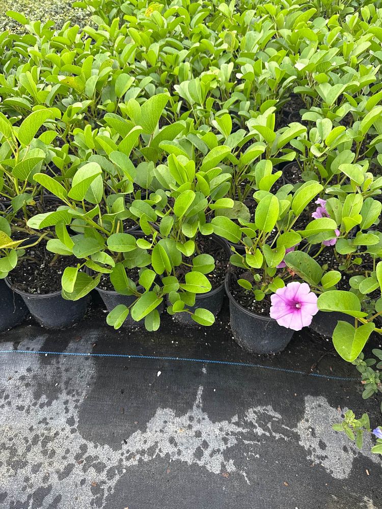 ipomoea-pes-caprae-railroad-vine-goat-s-foot-bayhops