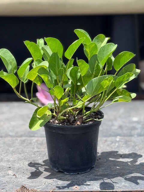 ipomoea-pes-caprae-railroad-vine-goat-s-foot-bayhops