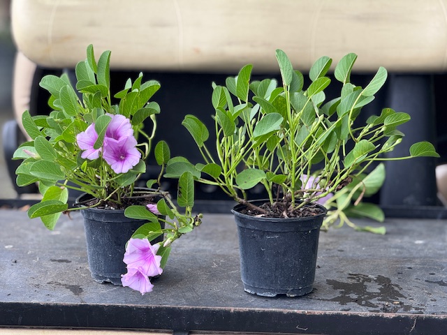 ipomoea-pes-caprae-railroad-vine-goat-s-foot-bayhops