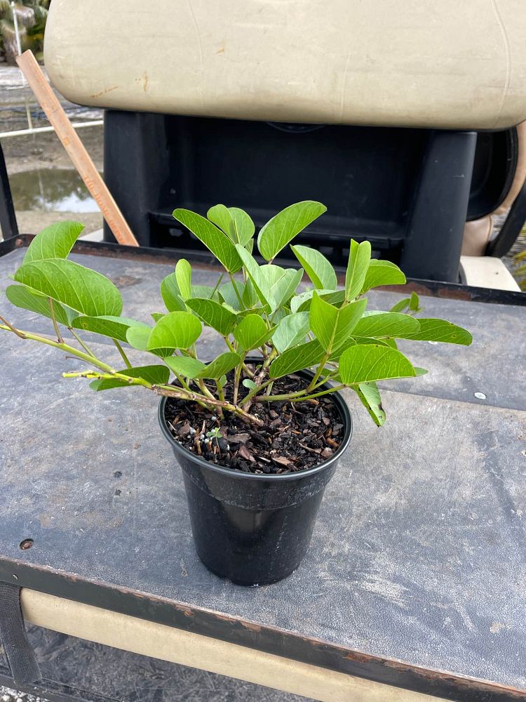 ipomoea-pes-caprae-railroad-vine-goat-s-foot-bayhops