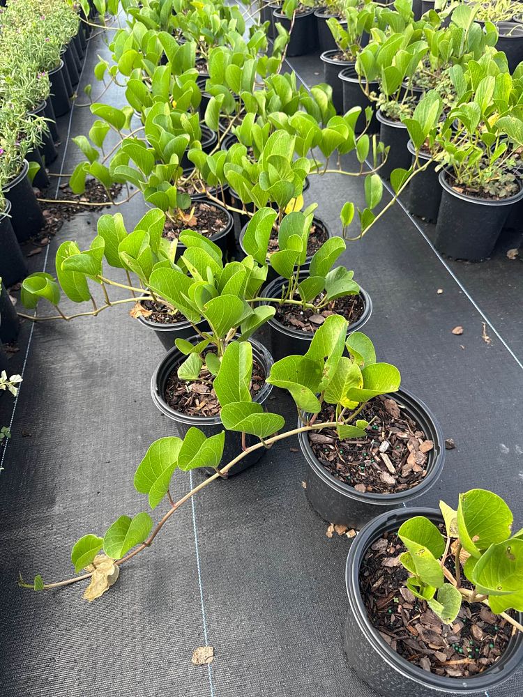 ipomoea-pes-caprae-railroad-vine-goat-s-foot-bayhops
