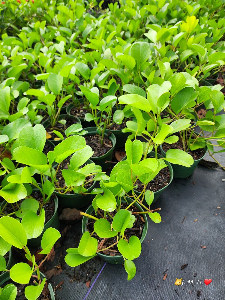 ipomoea-pes-caprae-railroad-vine-goat-s-foot-bayhops