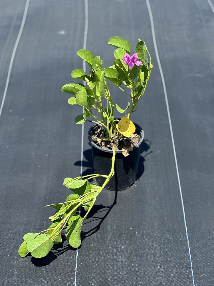ipomoea-pes-caprae-railroad-vine-goat-s-foot-bayhops