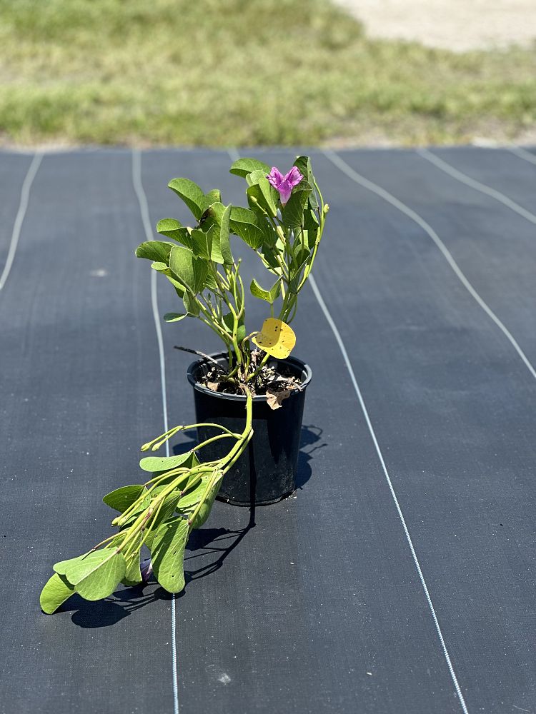 ipomoea-pes-caprae-railroad-vine-goat-s-foot-bayhops