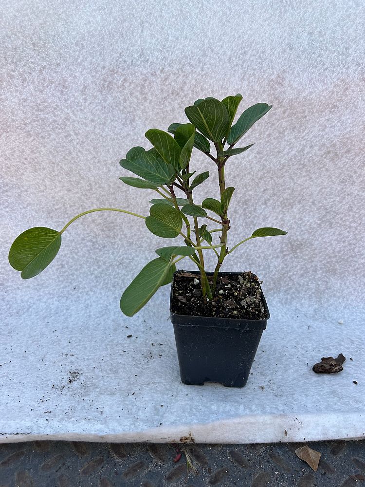ipomoea-pes-caprae-railroad-vine-goat-s-foot-bayhops