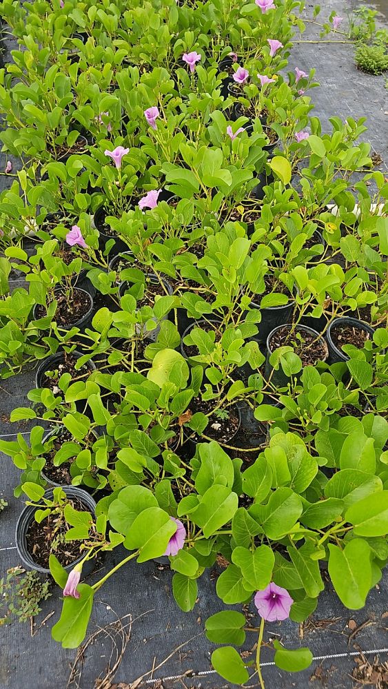 ipomoea-pes-caprae-railroad-vine-goat-s-foot-bayhops
