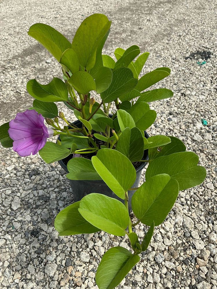 ipomoea-pes-caprae-railroad-vine-goat-s-foot-bayhops