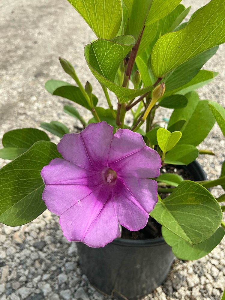 ipomoea-pes-caprae-railroad-vine-goat-s-foot-bayhops