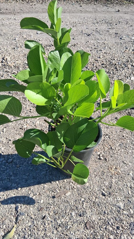 ipomoea-pes-caprae-railroad-vine-goat-s-foot-bayhops