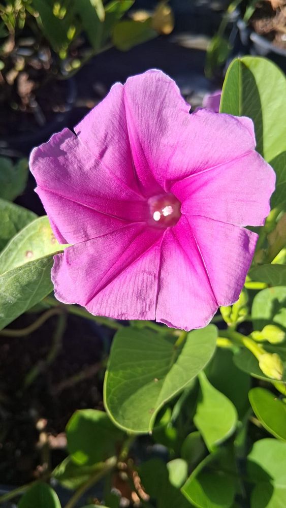 ipomoea-pes-caprae-railroad-vine-goat-s-foot-bayhops