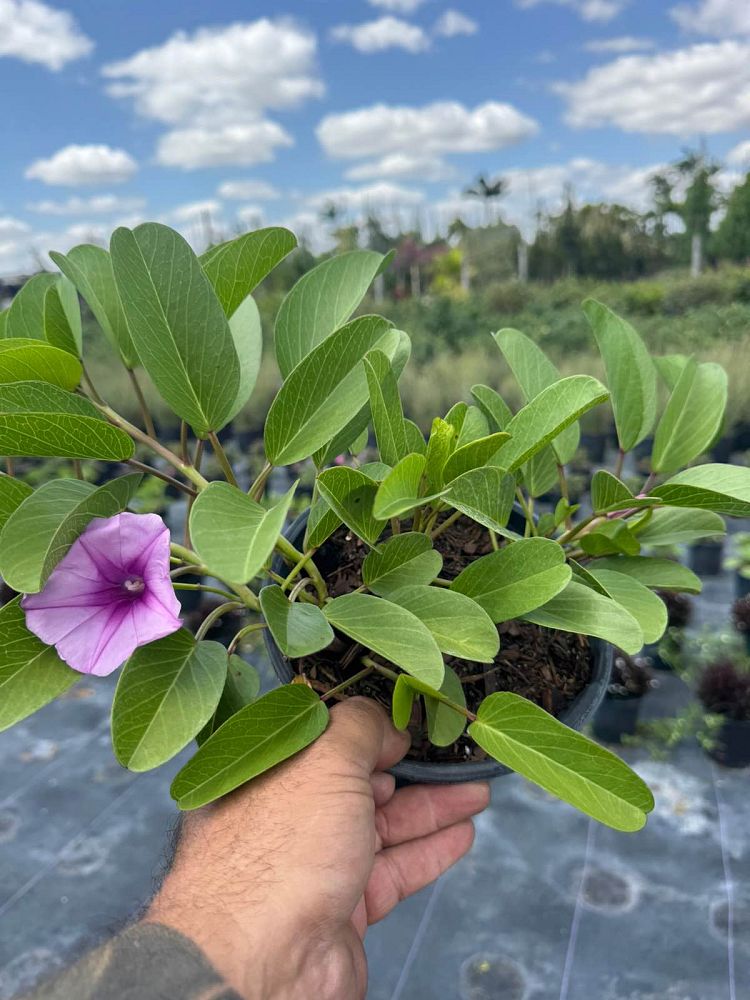 ipomoea-pes-caprae-railroad-vine-goat-s-foot-bayhops