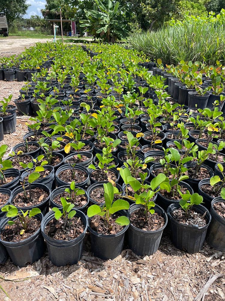 ipomoea-pes-caprae-railroad-vine-goat-s-foot-bayhops