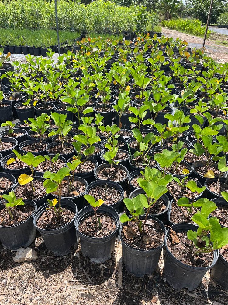 ipomoea-pes-caprae-railroad-vine-goat-s-foot-bayhops