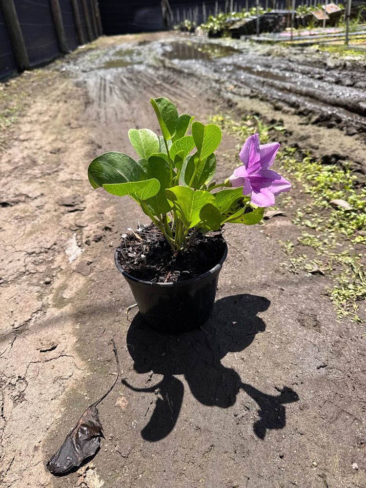 ipomoea-pes-caprae-railroad-vine-goat-s-foot-bayhops