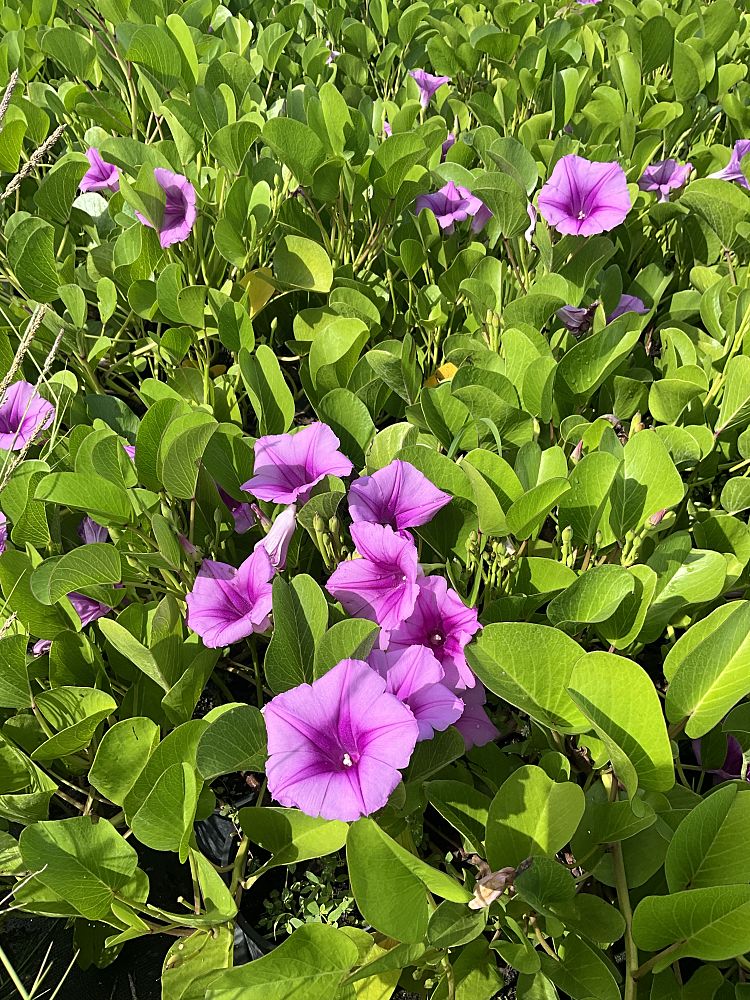 ipomoea-pes-caprae-railroad-vine-goat-s-foot-bayhops