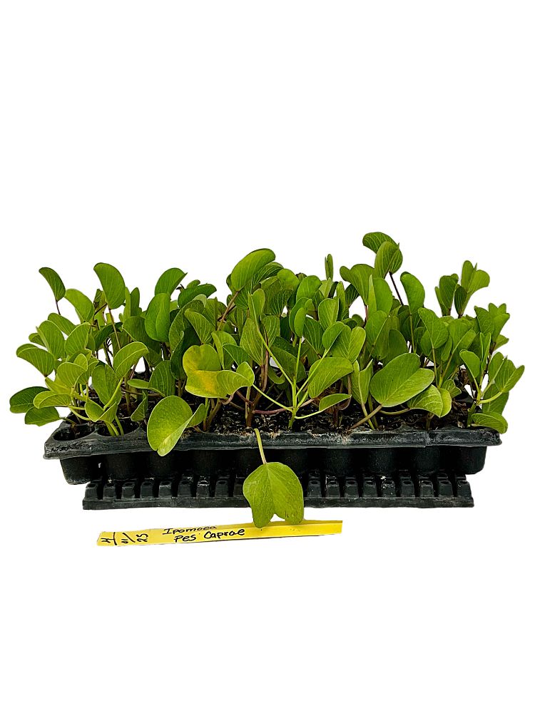 ipomoea-pes-caprae-railroad-vine-goat-s-foot-bayhops