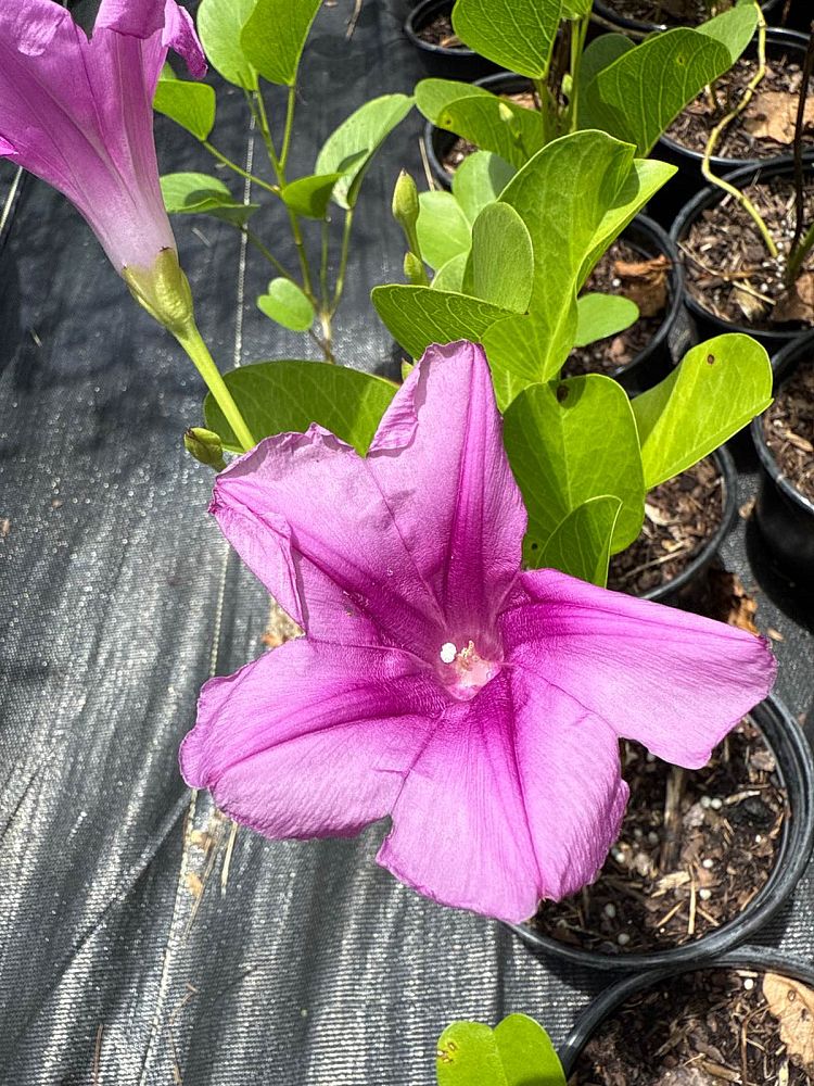ipomoea-pes-caprae-railroad-vine-goat-s-foot-bayhops