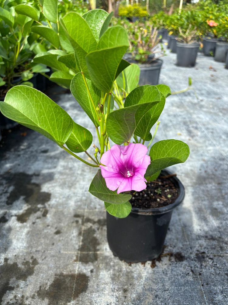 ipomoea-pes-caprae-railroad-vine-goat-s-foot-bayhops