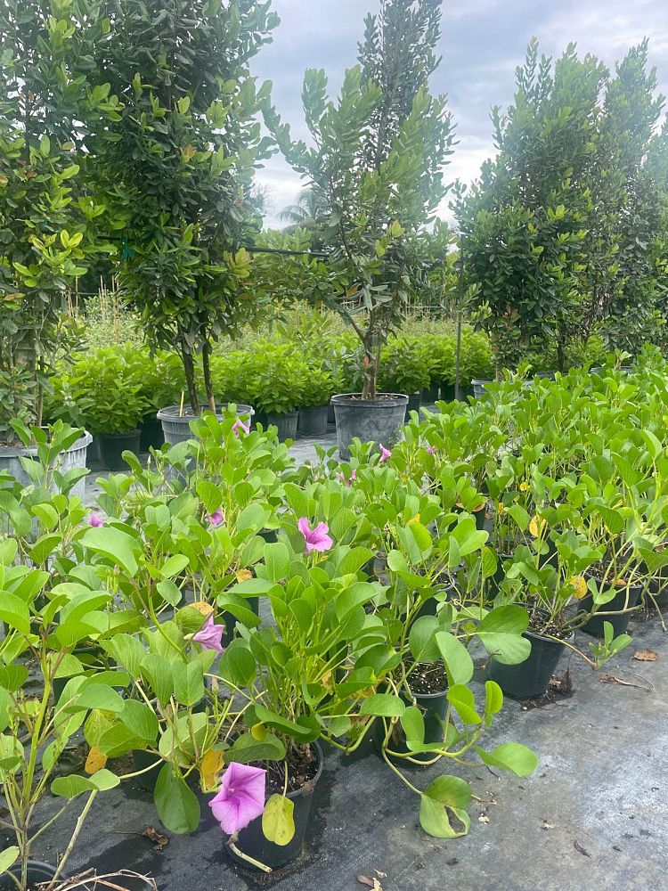 ipomoea-pes-caprae-railroad-vine-goat-s-foot-bayhops