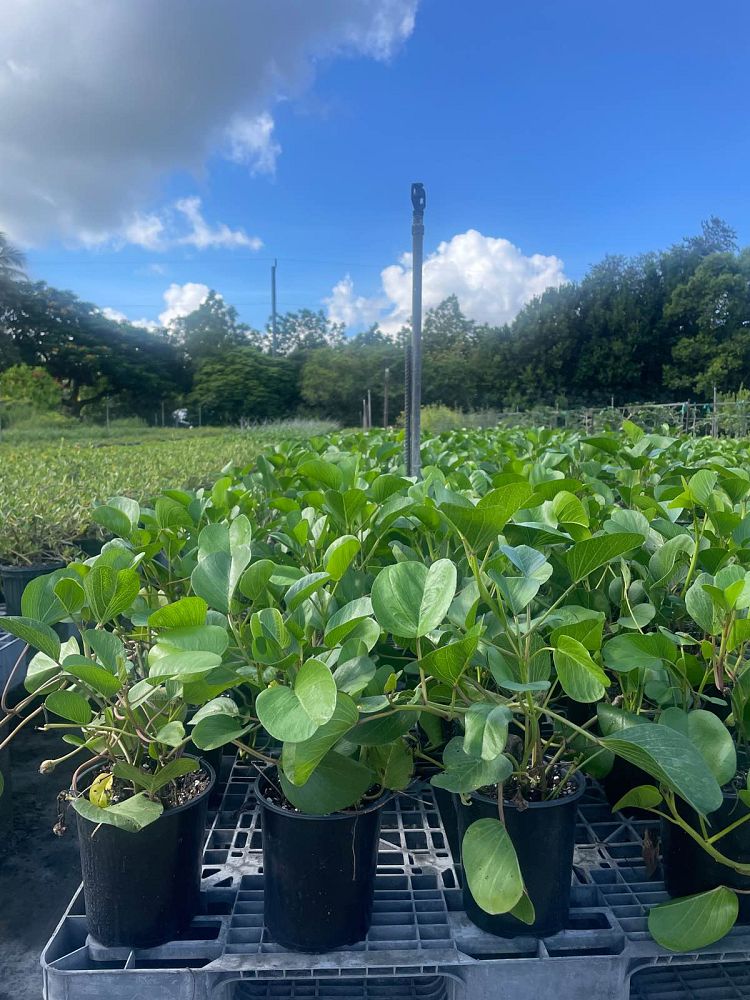 ipomoea-pes-caprae-railroad-vine-goat-s-foot-bayhops