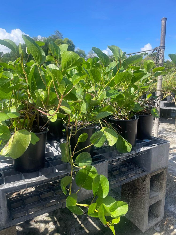 ipomoea-pes-caprae-railroad-vine-goat-s-foot-bayhops