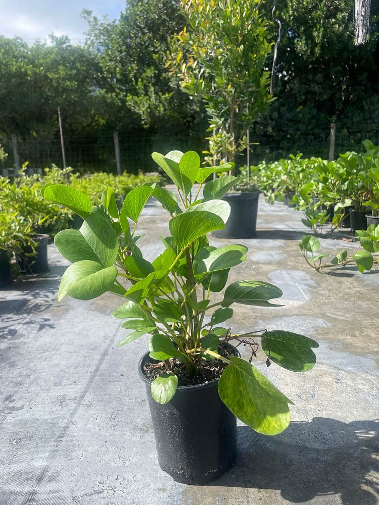 ipomoea-pes-caprae-railroad-vine-goat-s-foot-bayhops