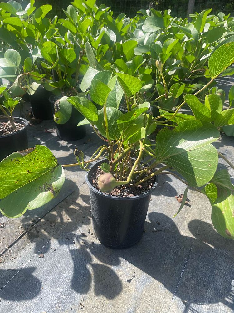 ipomoea-pes-caprae-railroad-vine-goat-s-foot-bayhops