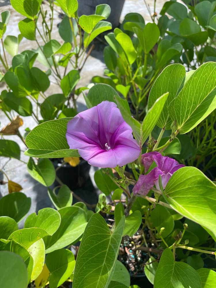 ipomoea-pes-caprae-railroad-vine-goat-s-foot-bayhops