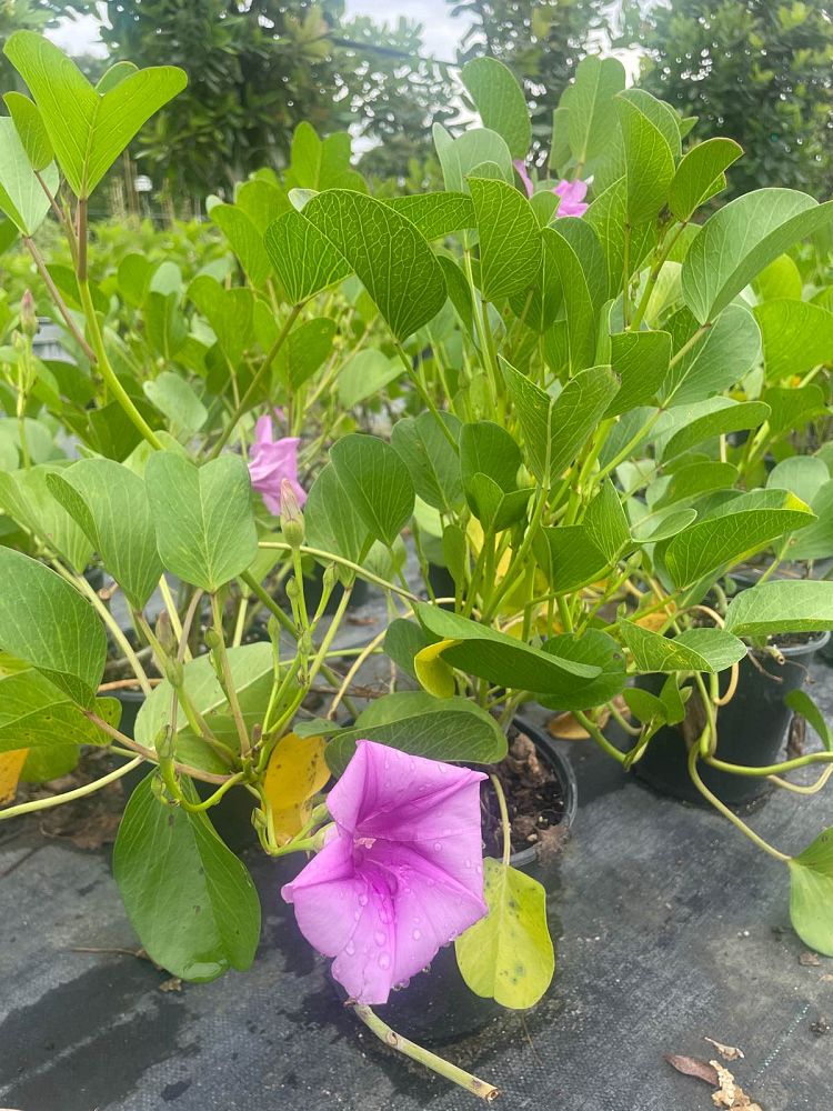ipomoea-pes-caprae-railroad-vine-goat-s-foot-bayhops