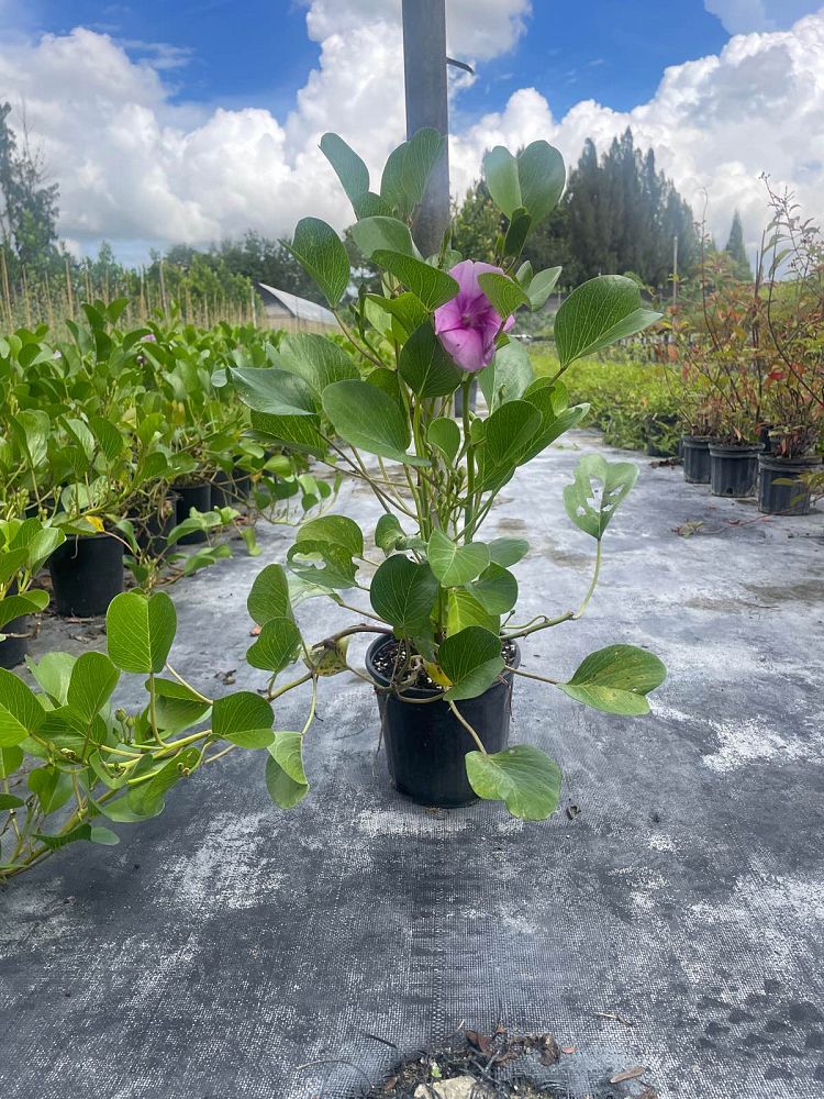 ipomoea-pes-caprae-railroad-vine-goat-s-foot-bayhops