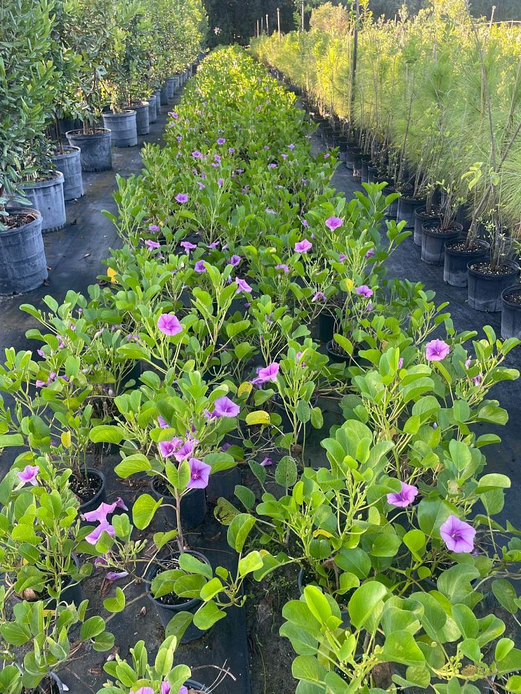 ipomoea-pes-caprae-railroad-vine-goat-s-foot-bayhops