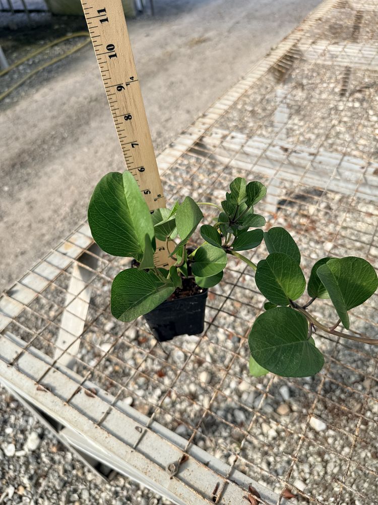ipomoea-pes-caprae-railroad-vine-goat-s-foot-bayhops