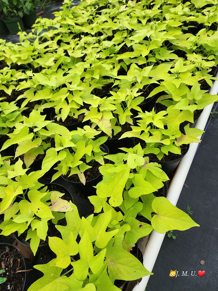 ipomoea-yellow-sweet-potato-vine