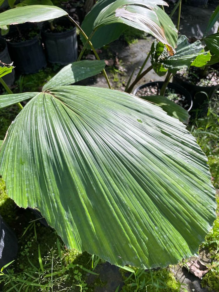 iriartea-deltoidea