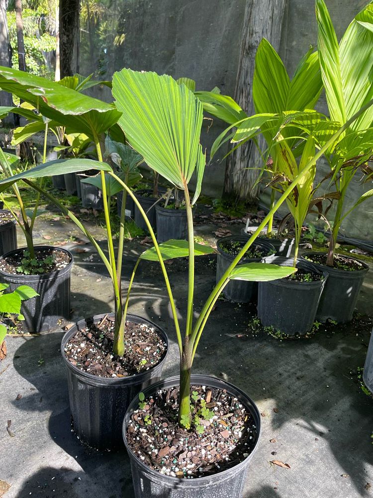 iriartea-deltoidea