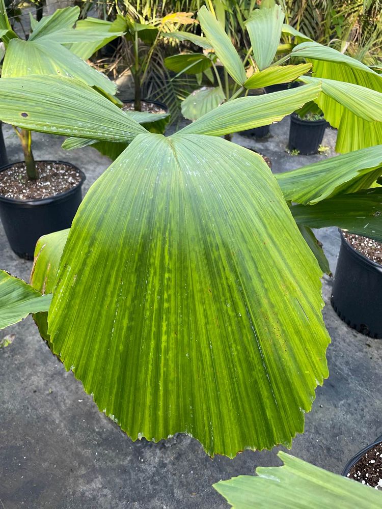 iriartea-deltoidea
