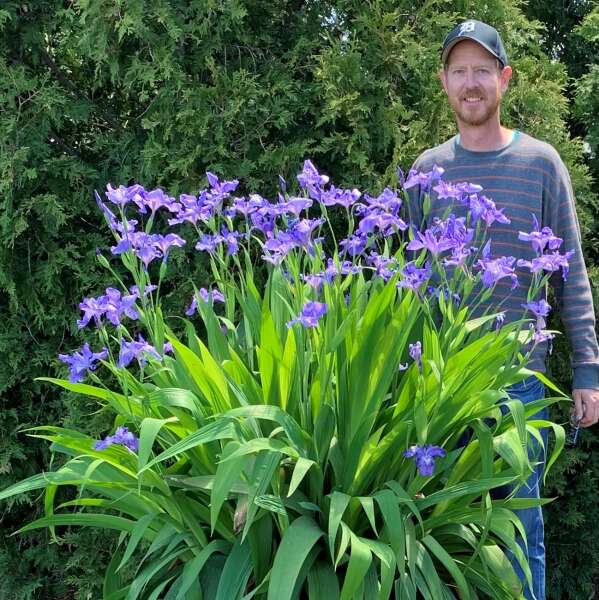 iris-amplifolia-ming-treasure