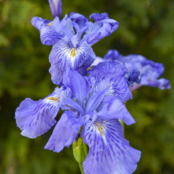 iris-amplifolia-ming-treasure