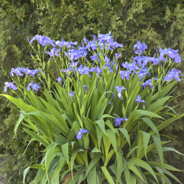 iris-amplifolia-ming-treasure