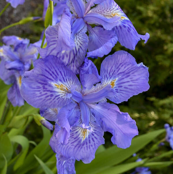 iris-amplifolia-ming-treasure