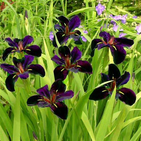 iris-black-gamecock-louisiana-iris