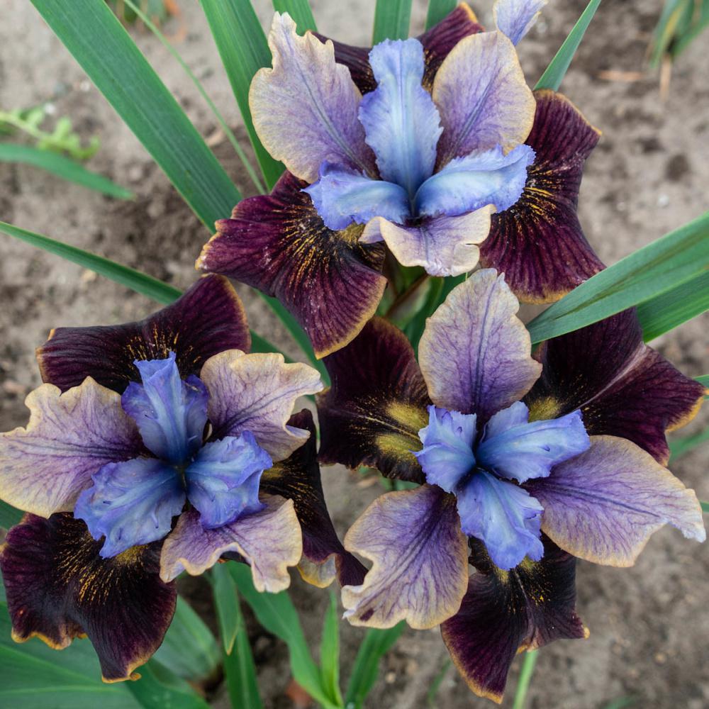iris-black-joker-siberian-iris