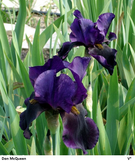 iris-black-swan-tall-bearded-iris