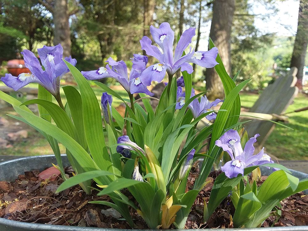 iris-cristata-crested-iris
