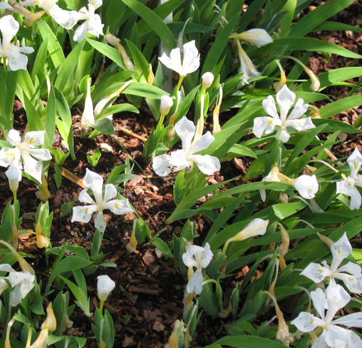 iris-cristata-tennessee-white-dwarf-crested-iris