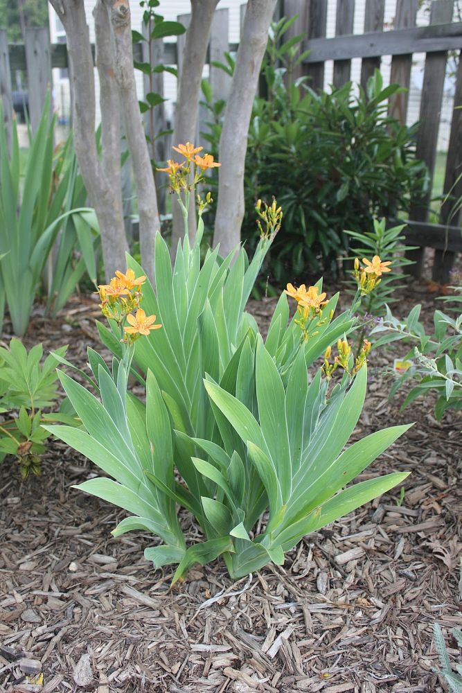 iris-domestica-leopard-lily-blackberry-lily-belamcanda-chinensis