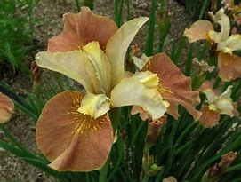 iris-drink-your-tea-siberian-iris
