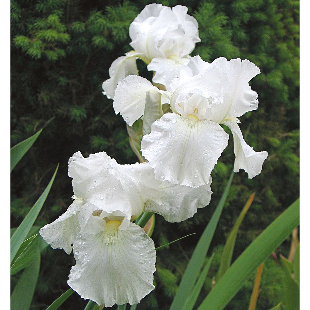 iris-germanica-immortality-german-bearded-iris